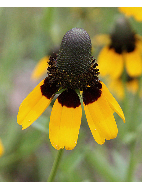Wild Native: Appreciating the Clasping Coneflower
